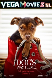 Download A Dogs Way Home  (2019) Dual Audio {Hindi-English} 480p [300MB] | 720p [800MB] | 1080p [2GB]