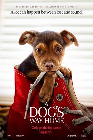 Download A Dogs Way Home (2019) Dual Audio {Hindi-English} 480p [350MB] | 720p [1GB] | 1080p [2.3GB]