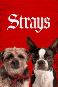 Download Strays (2023) Dual Audio [Hindi + English] BluRay 480p [480MB] | 720p [1GB] | 1080p [2.2GB]