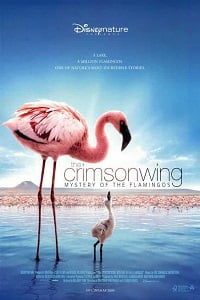 Download The Crimson Wing Mystery of the Flamingos (2008) Dual Audio {Hindi-English} 480p [300MB] | 720p [1GB]